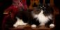Gatto siberiano: descrizione della razza, carattere e cura