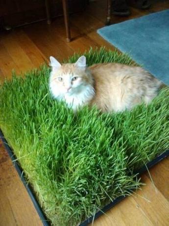 Pad di erba per il gatto