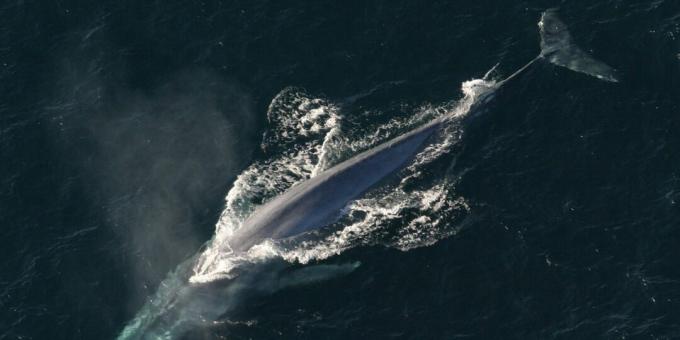 Una balenottera azzurra può ingoiare un essere umano