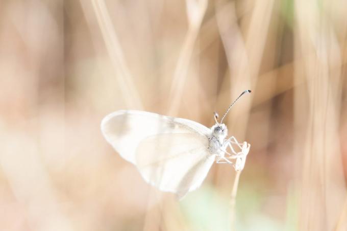 quanto è bello fotografare una farfalla