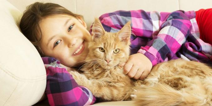 Maine Coon: carattere