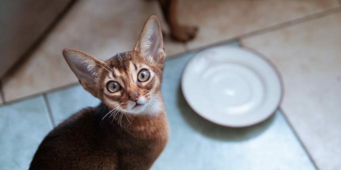 Cosa dare da mangiare ai gatti abissini