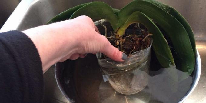 Come l'acqua l'orchidea: immersione, prendere una ciotola profonda o altro contenitore
