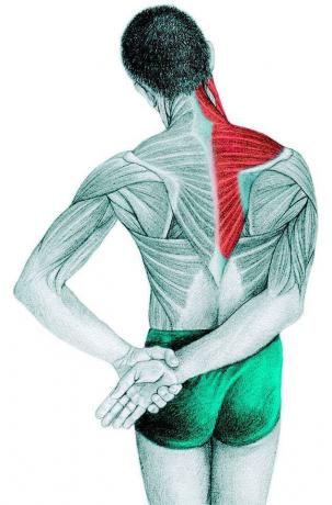Anatomia di stretching: trapezio, sopraspinato, muscolo deltoide