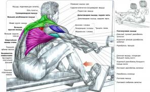 7 tipi di pull-up per un dorso ampio e potente