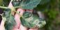 Come affrontare la peronospora su pomodori, patate e altre piante