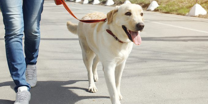 Sulla passeggiata il cane deve andare di pari passo