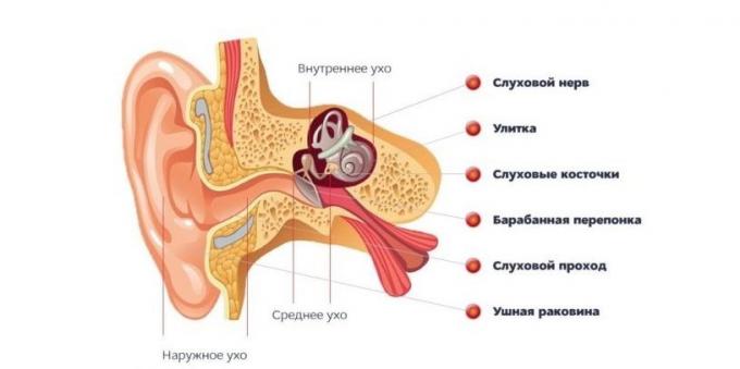 Che cosa succede se prevista la struttura dell'orecchio dell'orecchio