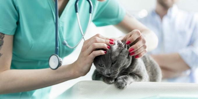 Gatto blu russo: malattie