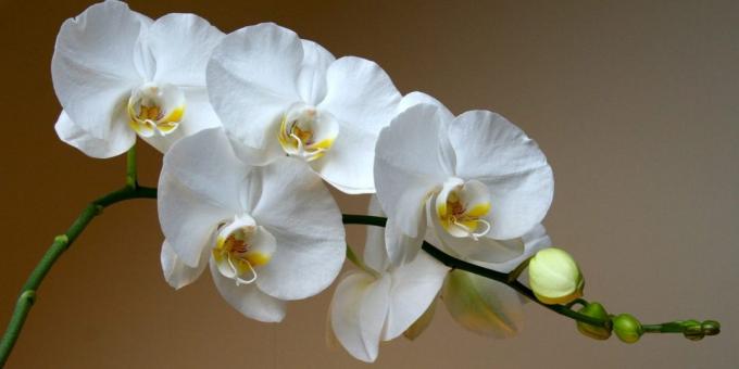 Come prendersi cura di orchidee phalaenopsis