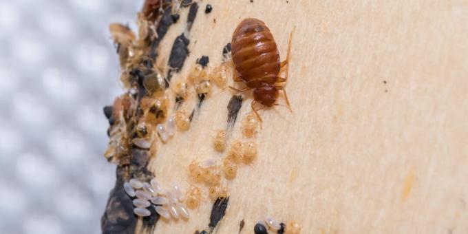 Come sbarazzarsi delle cimici dei letti: cerca uova, pelli ed escrementi di insetti in luoghi appartati