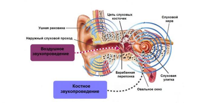 ronzio nelle orecchie, struttura dell'orecchio