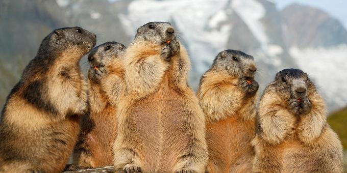 Heiligenblut: marmotte