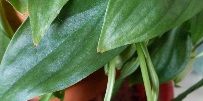 Cura Spatifillo a casa: Come trattare Spathiphyllum se le punte delle foglie a secco