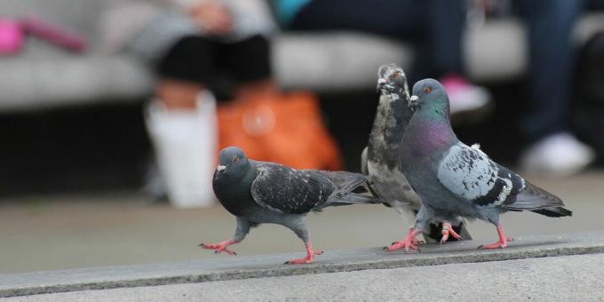 Gli uccelli più intelligenti del mondo: i piccioni