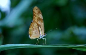 Come è bello fotografare una farfalla: 8 punte