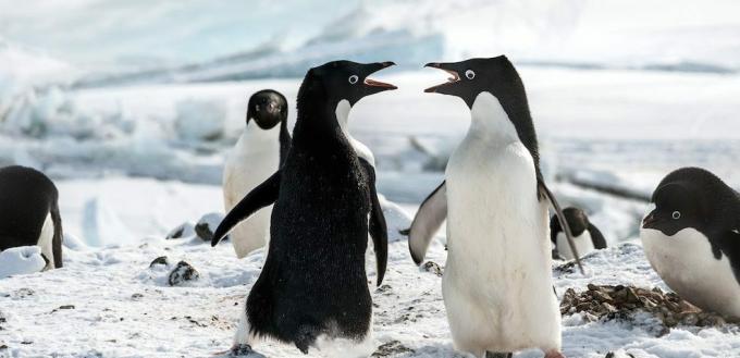 Film sui pinguini: "I pinguini"