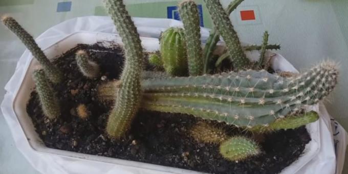 Come prendersi cura di cactus: Deformazione a causa della mancanza di luce
