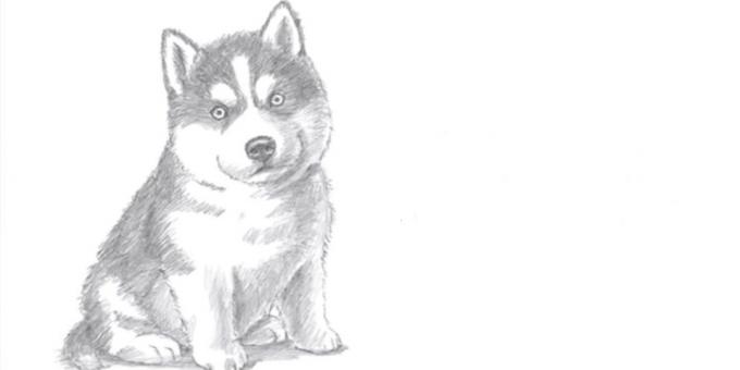 Come disegnare un cane seduto in uno stile realistico