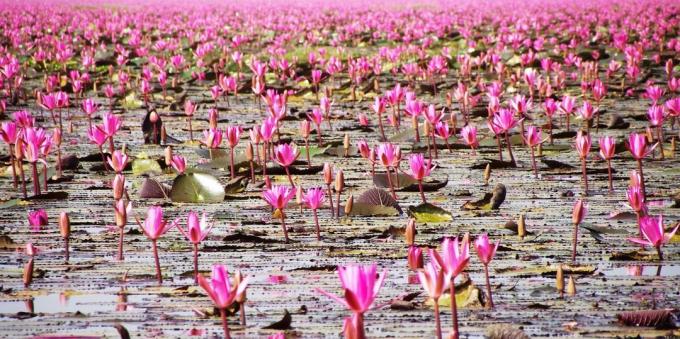 territorio asiatico attira turisti consapevolmente: Lago di Nong Han Kumphavapi, Thailandia