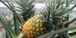 Come far crescere l'ananas a casa: guida passo per passo