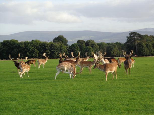 Phoenix Park di Dublino