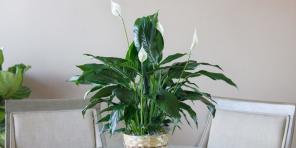 Come prendersi cura di Spathiphyllum a casa