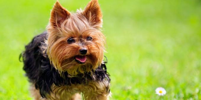 allevare cani in appartamento: Yorkshire terrier