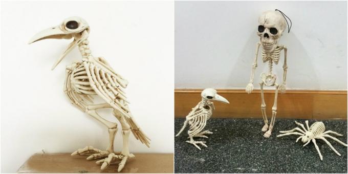 crow scheletro